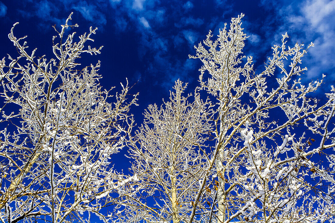 Stark vereiste Baumzweige vor einem tiefblauen Himmel und Wolken; Calgary, Alberta, Kanada