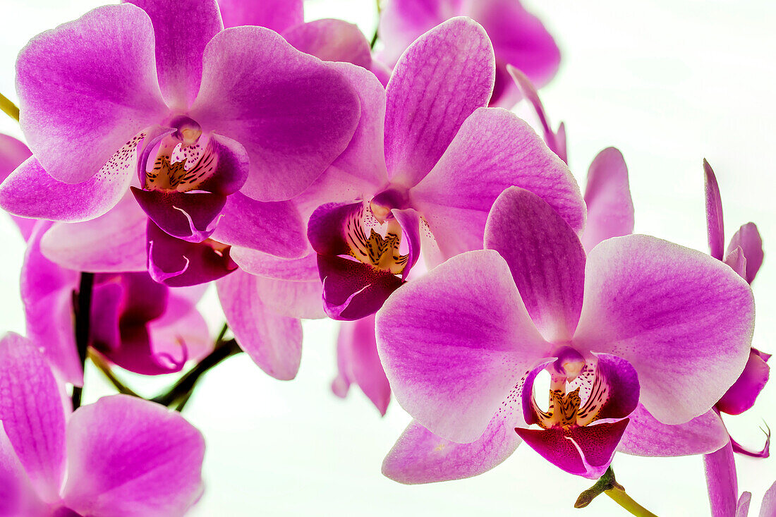 Nahaufnahme einer bunten Orchidee mit rosa Blütenblättern; Studio