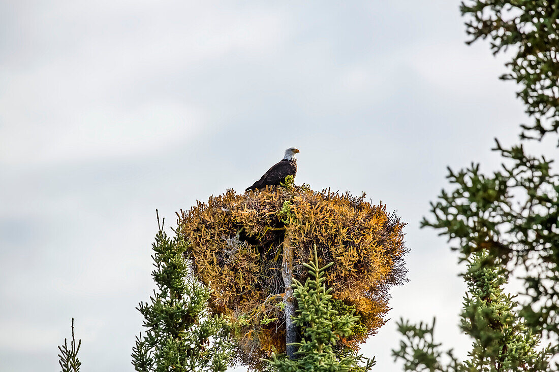 Bald eagle (Haliaeetus leucocephalus) sitting on top of a witch's broom, which is a deformity in a tree; Alaska, United States of America