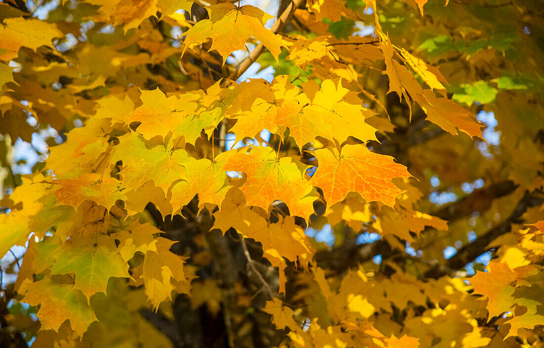 Maples leaves in autumn colours; Minnesota, United States of America