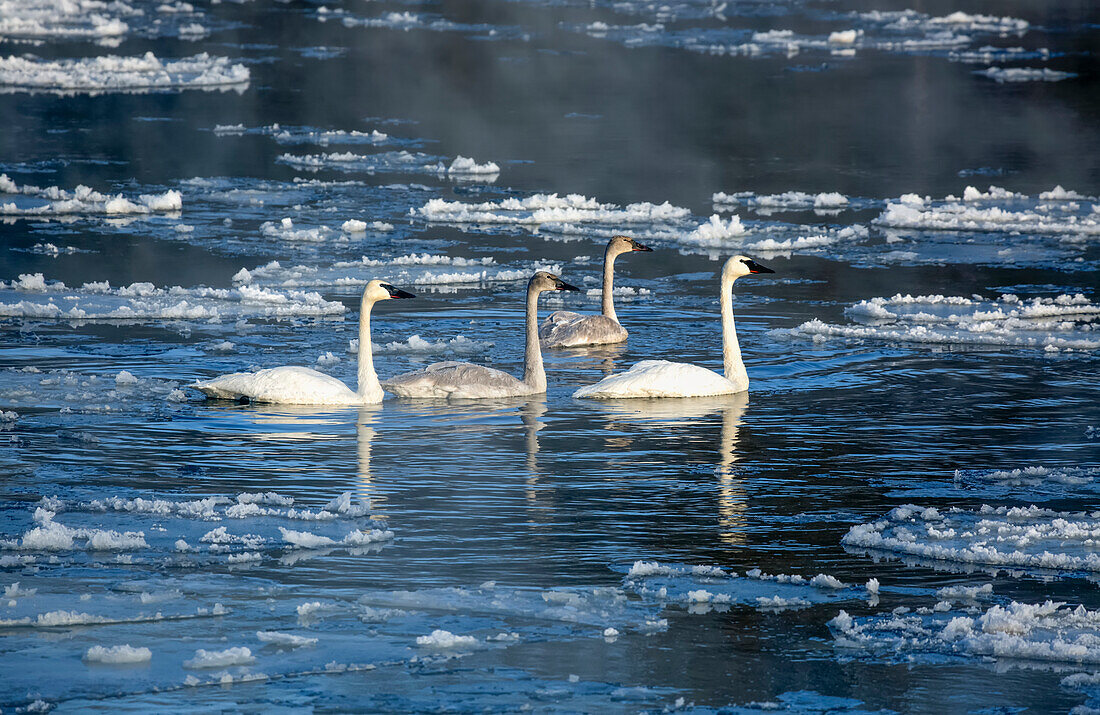 Family of trumpeter swans (Cygnus buccinator) swimming in the Mississippi River in -10 C degree weather with ice floes and steam in the water; Monticello, Minnesota, United States of America