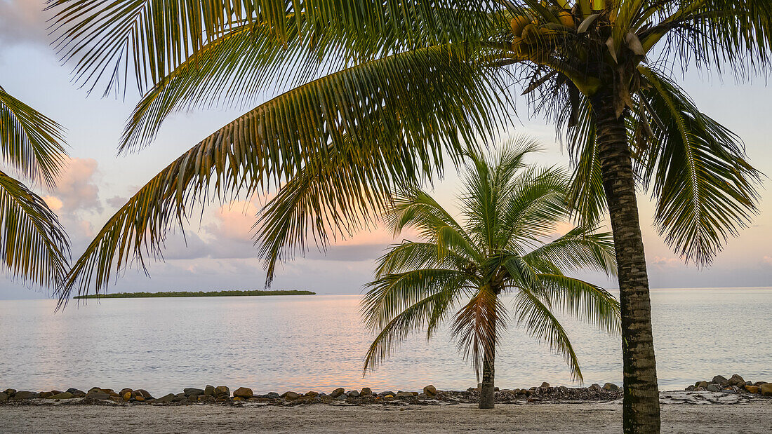Palm trees on a beach with glowing pink clouds at sunset, Placencia Peninsula; Belize