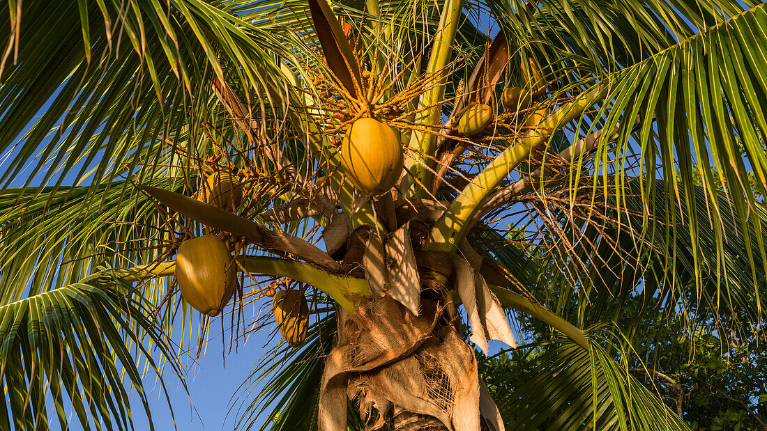 Low angle view of a coconut tree (Cocos nucifera) with coconuts, Placencia Peninsula; Placencia, Belize