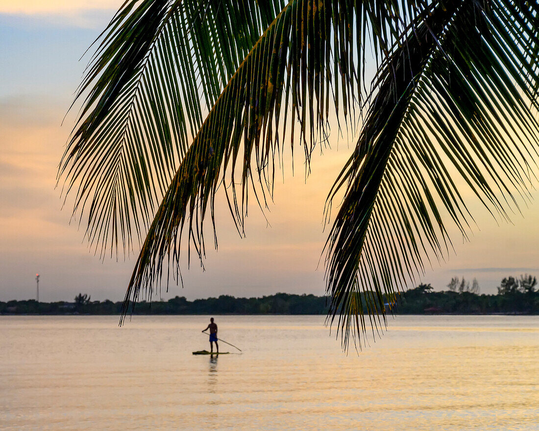Mann auf Stand Up Paddle Board mit Palmwedeln im Vordergrund bei Sonnenuntergang, Placencia Peninsula; Belize