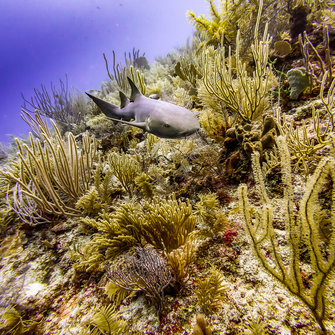 Ammenhai (Ginglymostoma cirratum), gesehen beim Tauchen am Silk Caye, Placencia Halbinsel; Belize