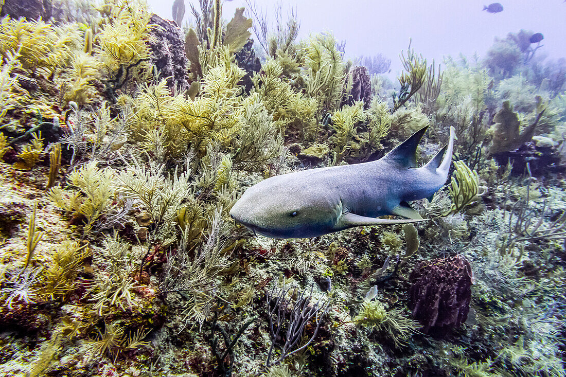 Nurse shark (Ginglymostoma cirratum), viewed while scuba diving at Silk Caye, Placencia Peninsula; Belize