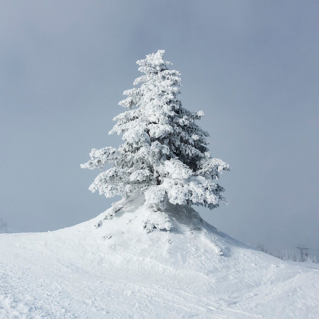 Schneebedeckter Baum vor blauem Himmel auf einem Skihügel, Sun Peaks Ski Resort; British Columbia, Kanada