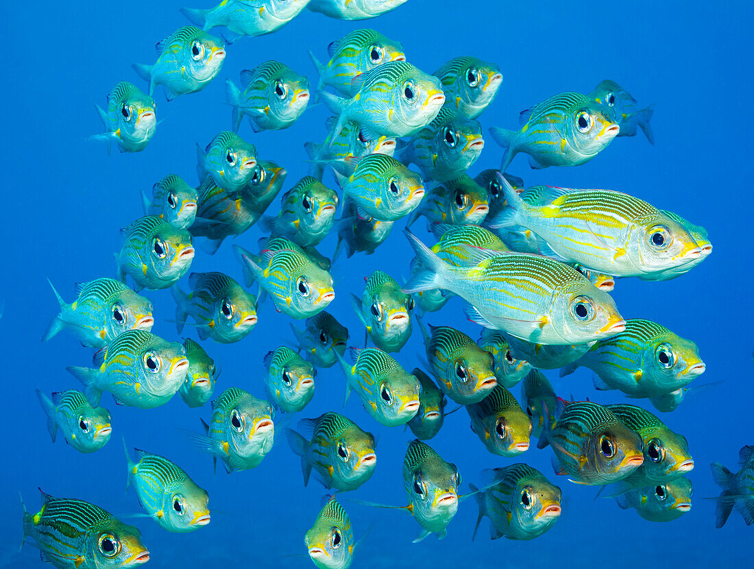 A head on look at schooling Goldspot Seabream or bream (Gnathodentex aureolineatus) off the island of Yap;Yap, Micronesia