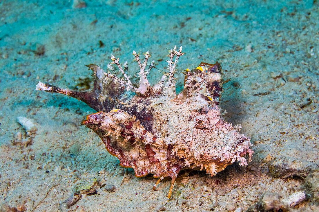 The venomous Demon stinger or Spiny devilfish (Inimicus didactylus) deserves its impressively fearsome names. It can cause pain or death. As pictured here, the first few spines of the pectoral fin have separated from the fin itself and are used to pull this fish across the bottom; Philippines