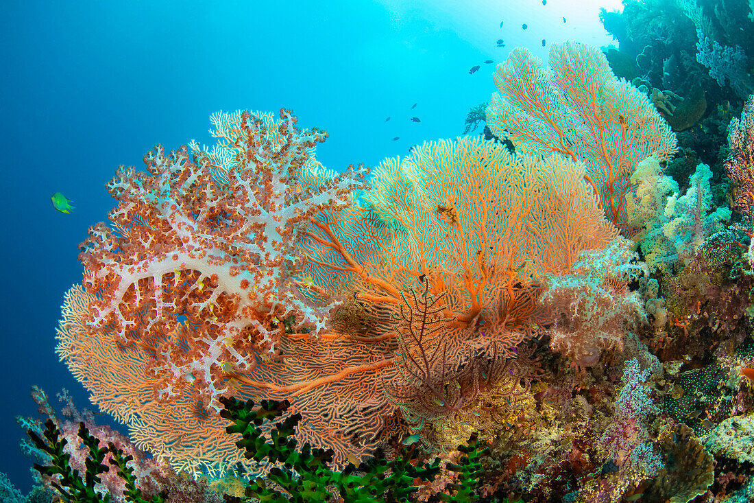 Alcyonarian and gorgonian coral dominate this Philippine reef scene; Philippines