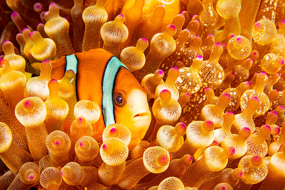 Dieser Orangeflossen-Anemonenfisch (Amphiprion chrysopterus) versteckt sich in seiner Wirtsanemone; Philippinen