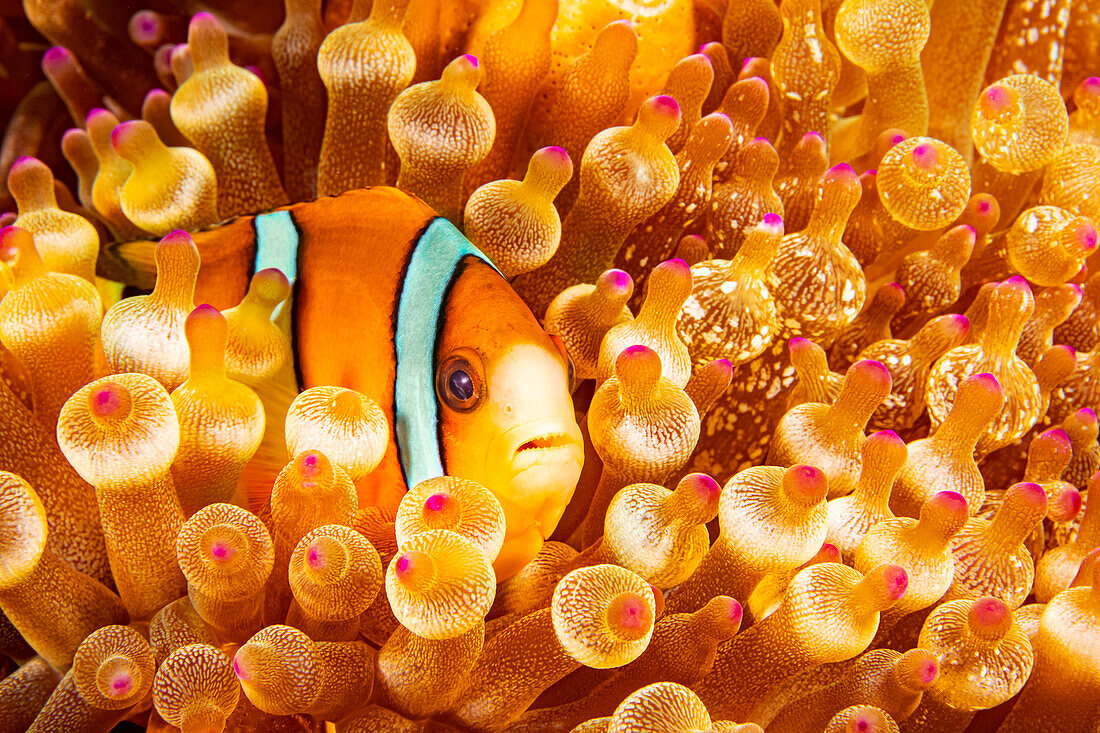 This Orange-fin anemonefish (Amphiprion chrysopterus) is pictured hiding in it's host anemone; Philippines