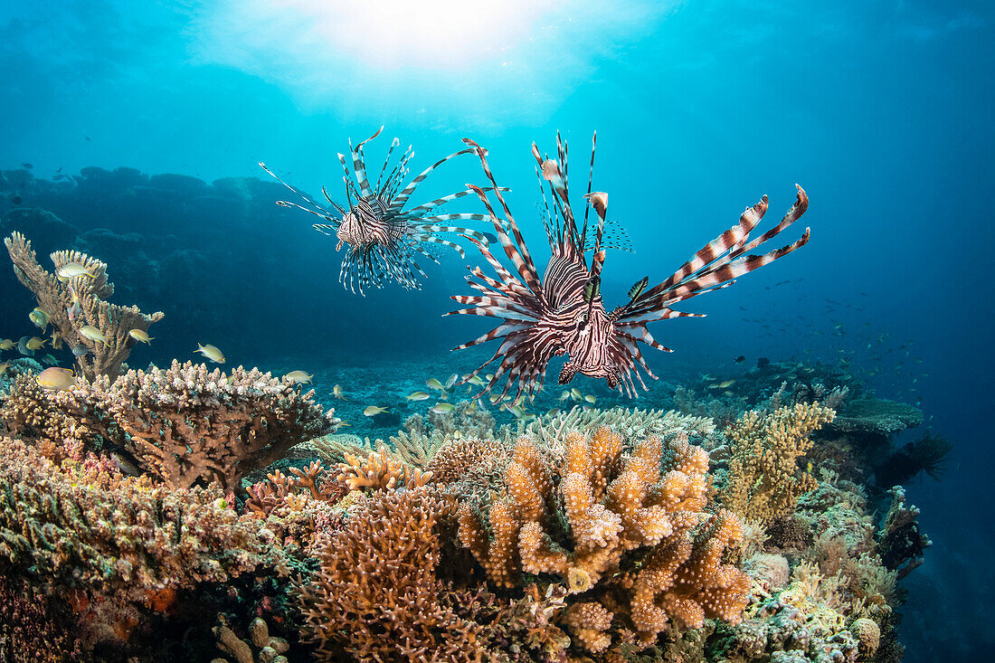 Zwei Rotfeuerfische (Pterois volitans) suchen am Rande eines Steilhangs über Hartkorallen nach einer Mahlzeit; Philippinen