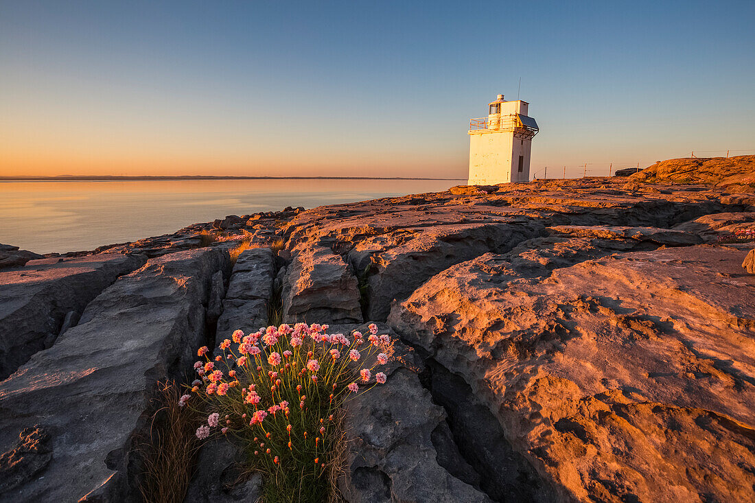 Blumen zwischen den Rissen des Burren-Kalksteins mit dem Black Head Lighthouse im Hintergrund und dem Atlantik bei Sonnenuntergang im Sommer; Grafschaft Clare, Irland