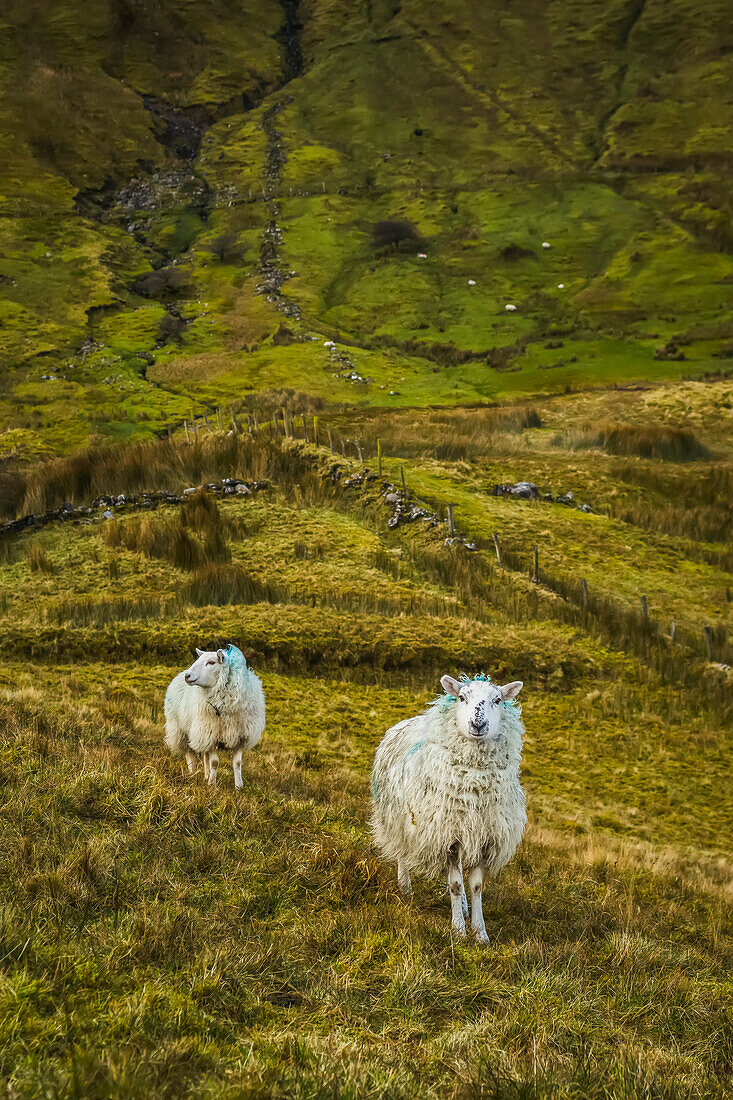Zwei weiße Schafe in einem grünen Grasfeld an einem Berghang; Eagles Rock, County Leitrim, Irland