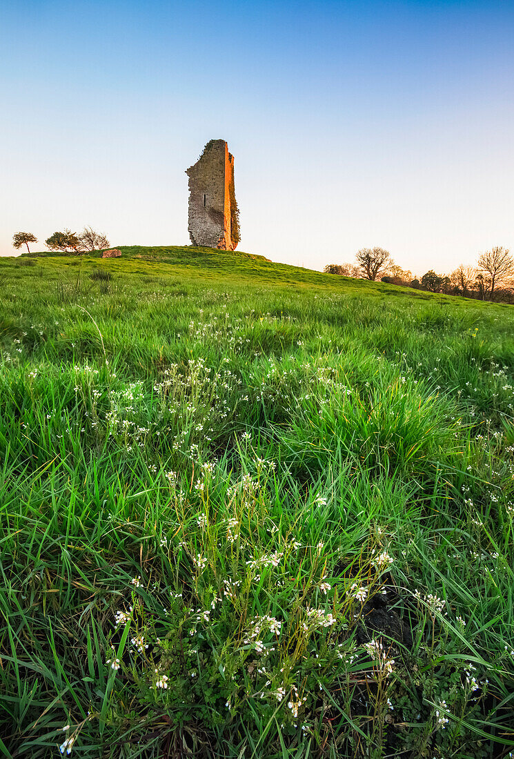Old castle on a hill in a grass field with small white flowers; Clonlara, County Clare, Ireland