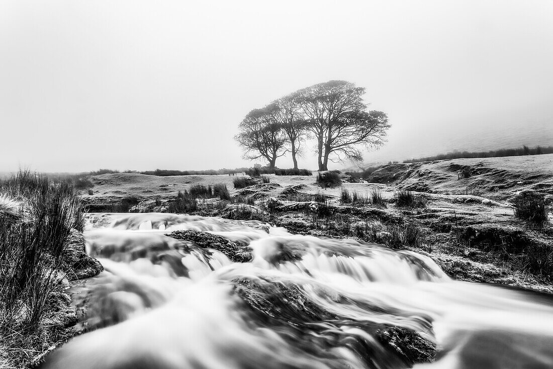 Schwarz-Weiß-Bild eines kleinen Flusses mit drei Bäumen im Hintergrund, die in Nebel gehüllt sind, Galty Mountains; County Tipperary, Irland