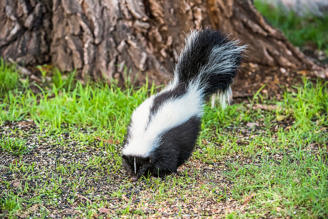Striped Skunk (Mephitis mephitis) at Cave Creek Ranch in the Chiricahua Mountains near Portal; Arizona, United States of America