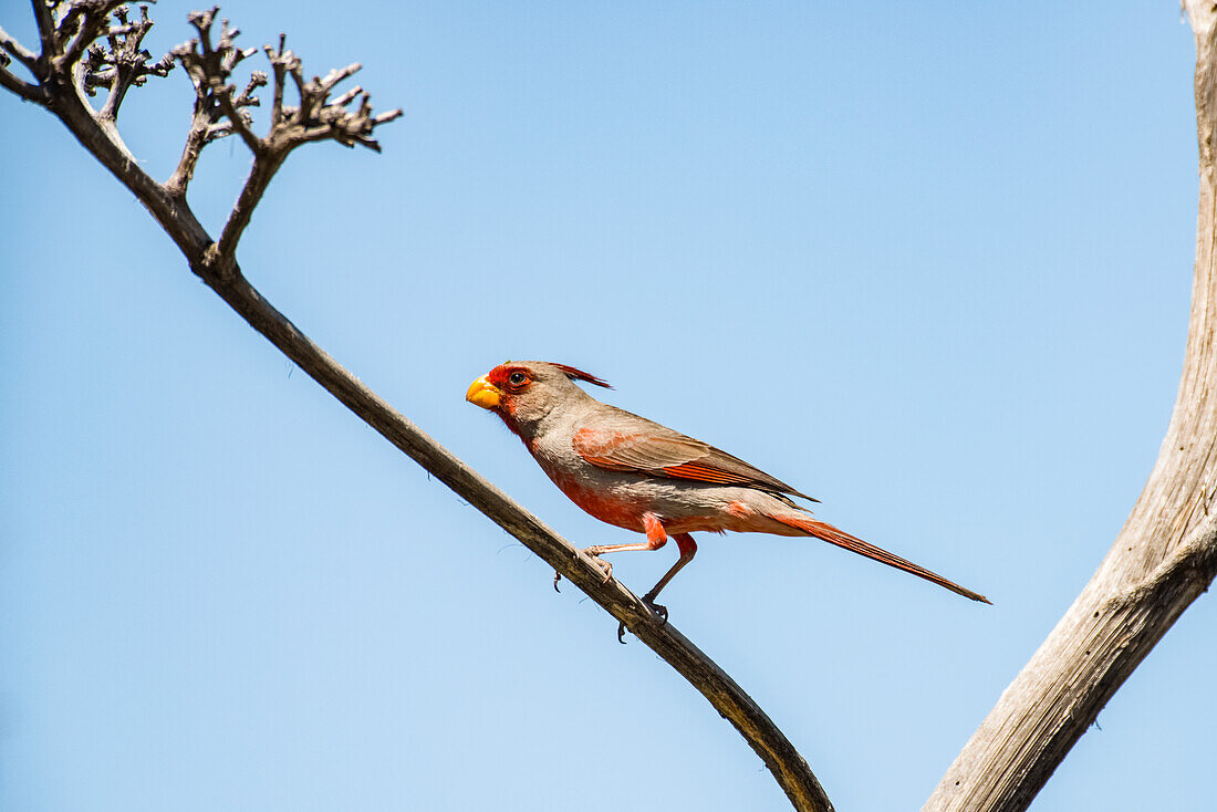 Male Pyrrhuloxia (Cardinalis sinuatus) perched on a dead Agave branch in the foothills of the Chiricahua Mountains near Portal, Arizona, United States of America
