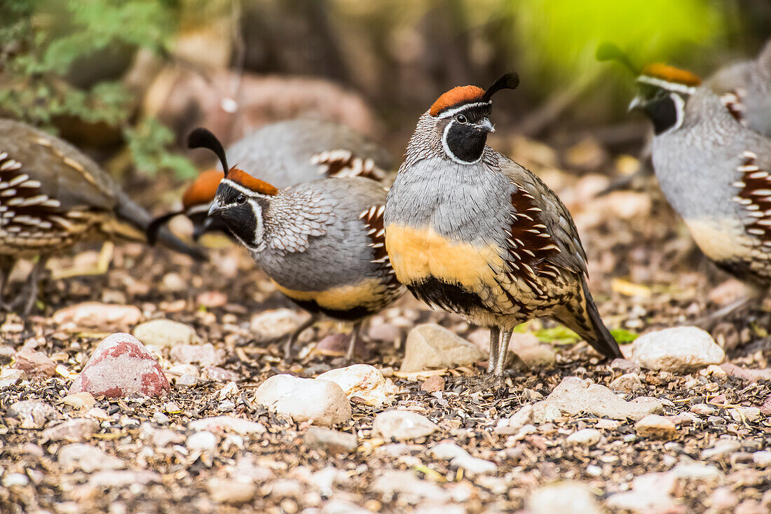Group of Gambel's Quail (Callipepla gambelli) in the foothills of the Chiricahua Mountains near Portal; Arizona, United States of America
