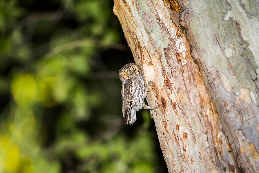Elf Owl (Micrathene whitneyi) perched by its nest cavity in a sycamore tree at Cave Creek Ranch in the Chiricahua Mountains near Portal; Arizona, United States of America