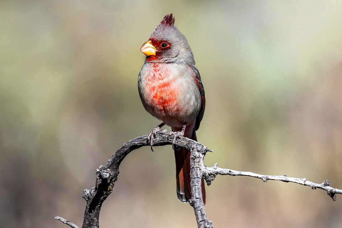 Männlicher Pyrrhuloxia (Cardinalis sinuatus) auf einem toten Ast in den Ausläufern der Chiricahua Mountains bei Portal; Arizona, Vereinigte Staaten von Amerika