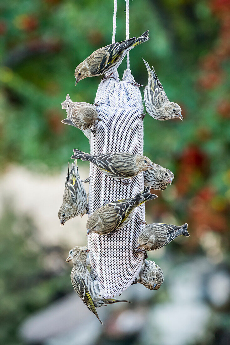 Pine Siskins (Carduelis pinus) clustered on a sock feeder at Cave Creek Ranch in the Chiricahua Mountains near Portal; Arizona, United States of America