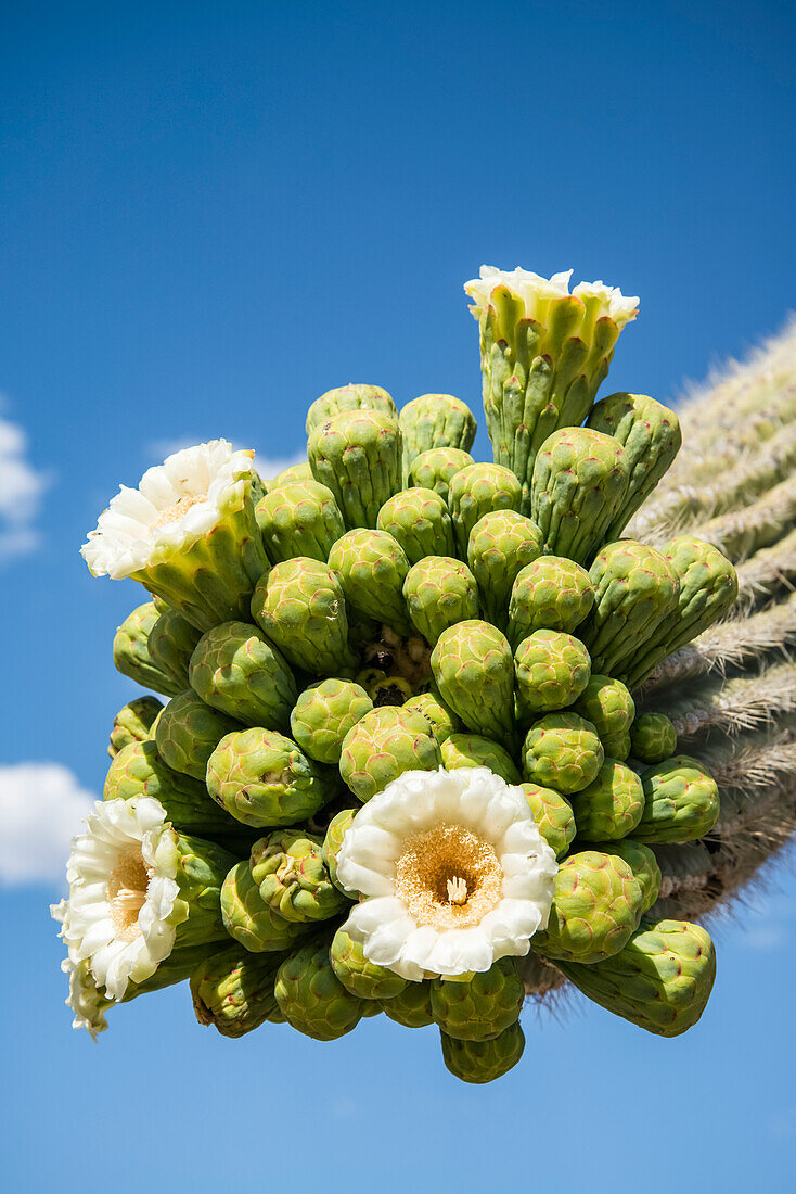Blühender Saguaro-Kaktus (Carnegiea gigantea) im Saguaro-Nationalpark bei Tucson; Arizona, Vereinigte Staaten von Amerika