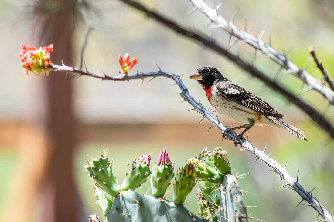 Rose-breasted Grosbeak (Pheucticus ludovicianus) perched on a flowering Ocotillo branch in the foothills of the Chiricahua Mountains near Portal; Arizona, United States of America