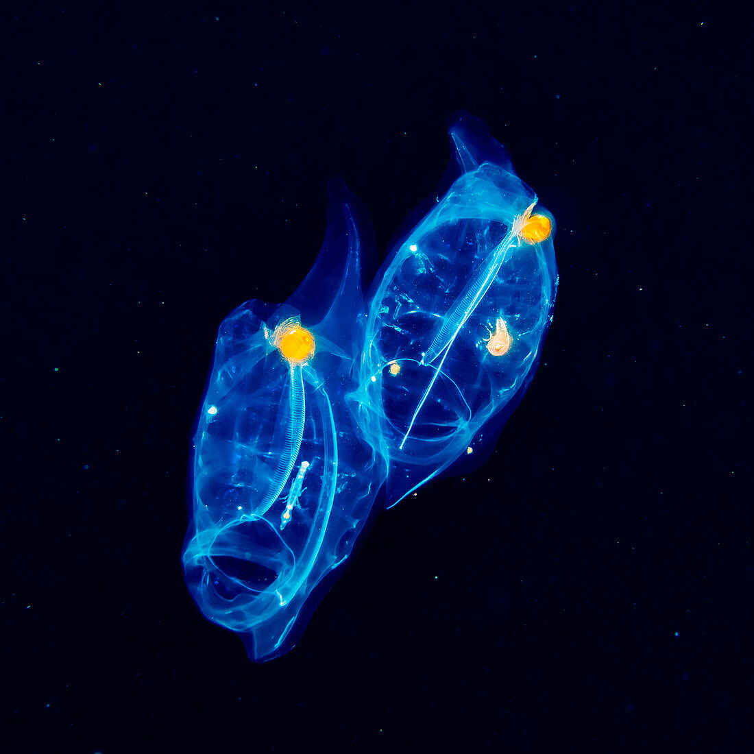 Ein Paar Salpiden (Salpa sp.) mit hyperiiden Amphipoden (Hyperiidea), die während eines Schwarzwassertauchgangs vor der Kona-Küste, Big Island, Hawaii, Vereinigte Staaten von Amerika, unter Wasser fotografiert wurden.