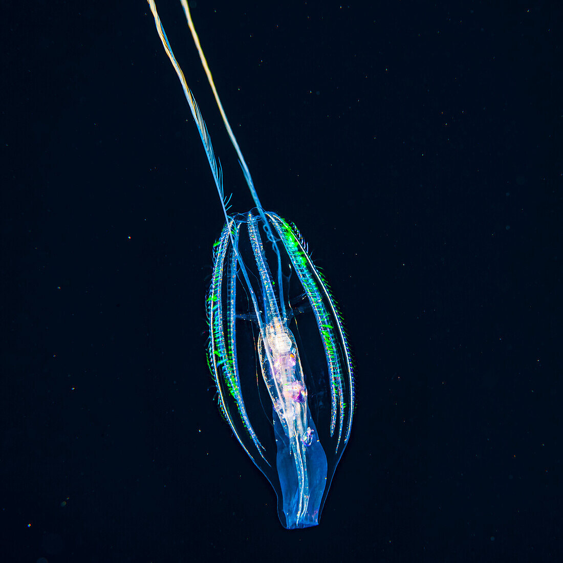 A tentaculate ctenophore, also known as comb jelly or sea gooseberry (Pleurobrachia sp.), opens its mouth to ingest zooplankton prey during a blackwater dive off the Kona coast, the Big island; Island of Hawaii, Hawaii, United States of America