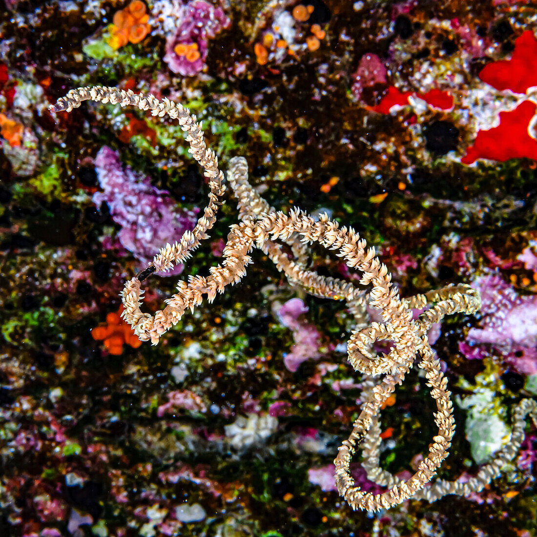 Spiraldrahtkoralle (Cirrhipathes spiralis) an der Rückwand des Molokini-Kraters, vor der Küste von Maui; Molokini-Krater, Maui, Hawaii, Vereinigte Staaten von Amerika