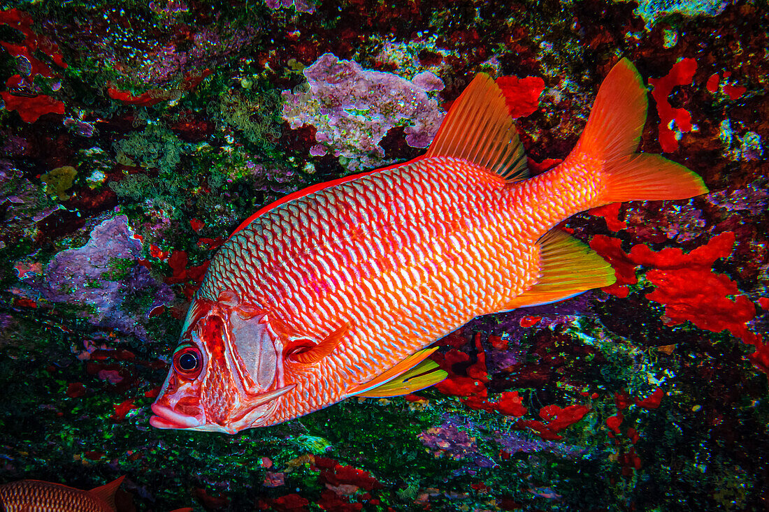 Säbelstachelfisch (Sargocentrum spiniferum) an der Rückwand des Molokini-Kraters; Molokini-Krater, Maui, Hawaii, Vereinigte Staaten von Amerika