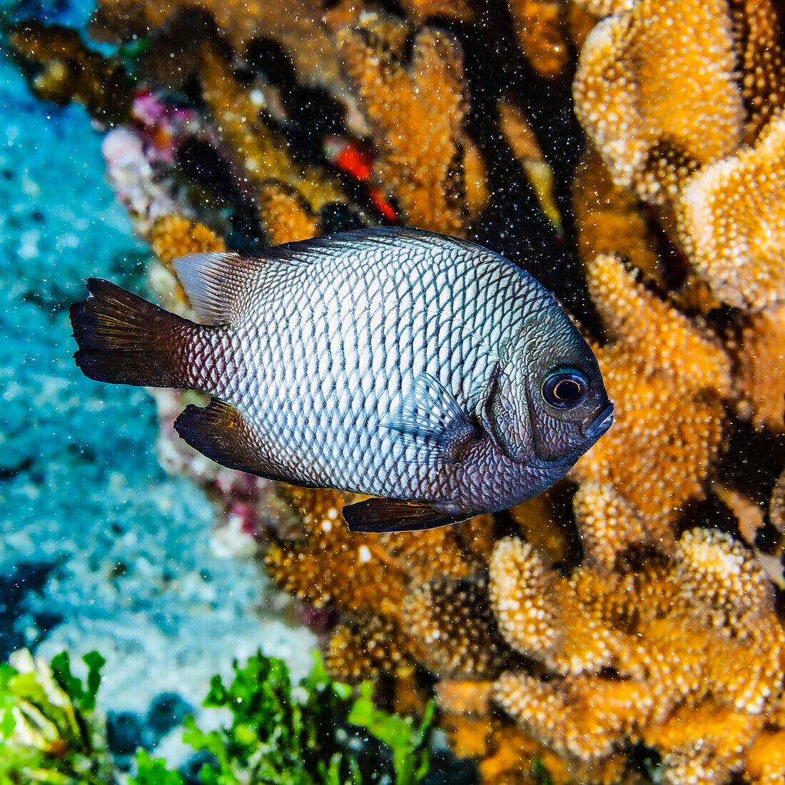 The Hawaiian Dascyllus (Dascyllus albisella) is a Hawaiian endemic fish species. This example was photographed under water while scuba diving near Maui; Molokini Crater, Maui, Hawaii, United States of America