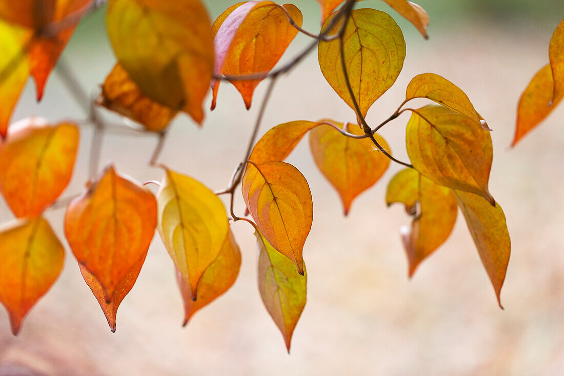 Herbstfarbenes Laub an einem Baum, Central Park, Manhattan; New York City, New York, Vereinigte Staaten von Amerika