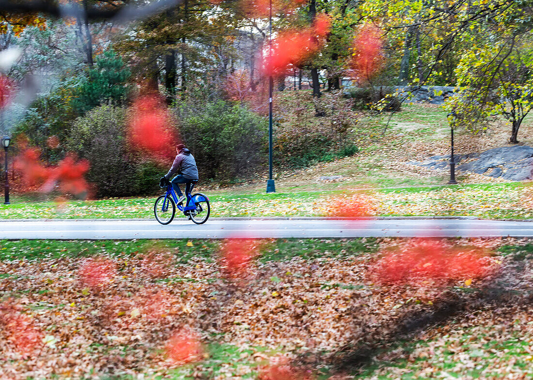 A man rides his bike on a road in Central Park, with red leaves blurred in the foreground, Manhattan; New York City, New York, United States of America