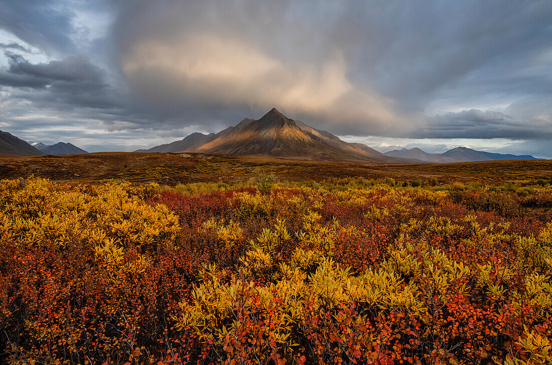 Herbstfarben lassen die Landschaft am Dempster Highway in leuchtenden Farben erstrahlen; Dawson City, Yukon, Kanada