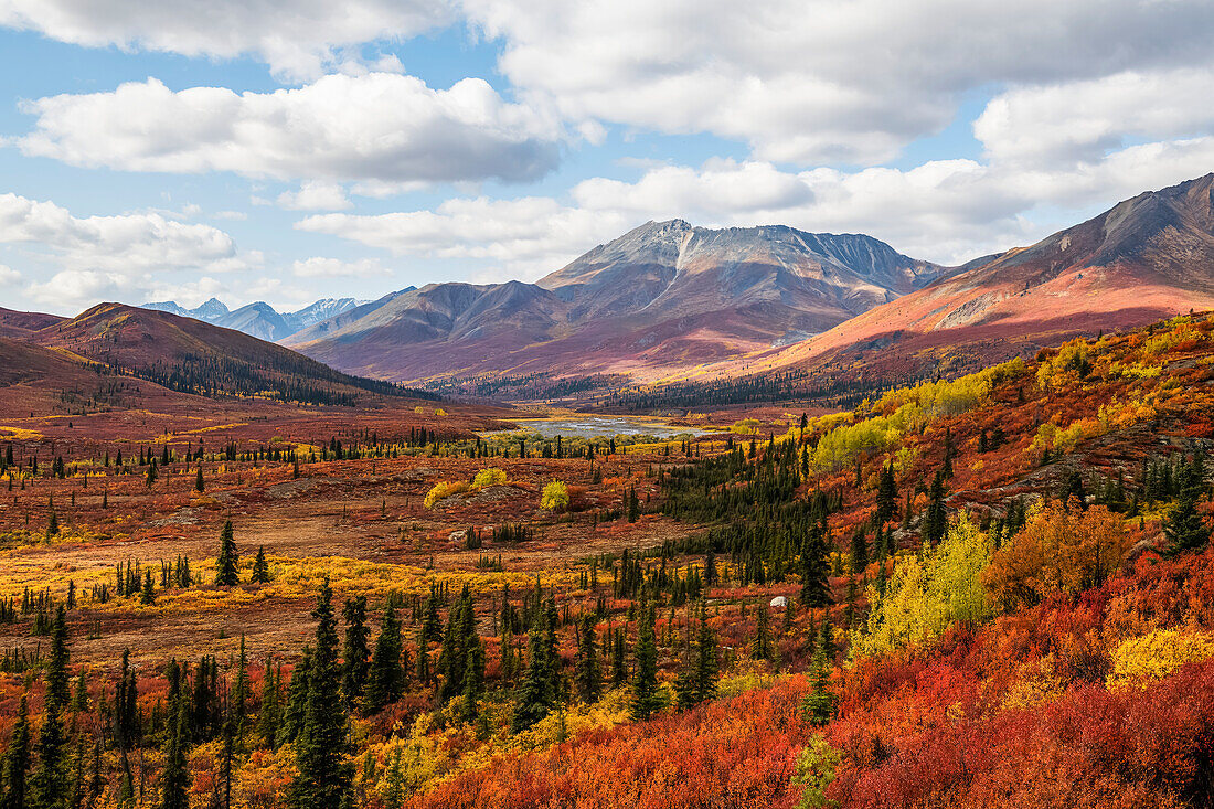 Fall colours ignite the landscape of the Dempster Highway with vibrant colours; Dawson City, Yukon, Canada