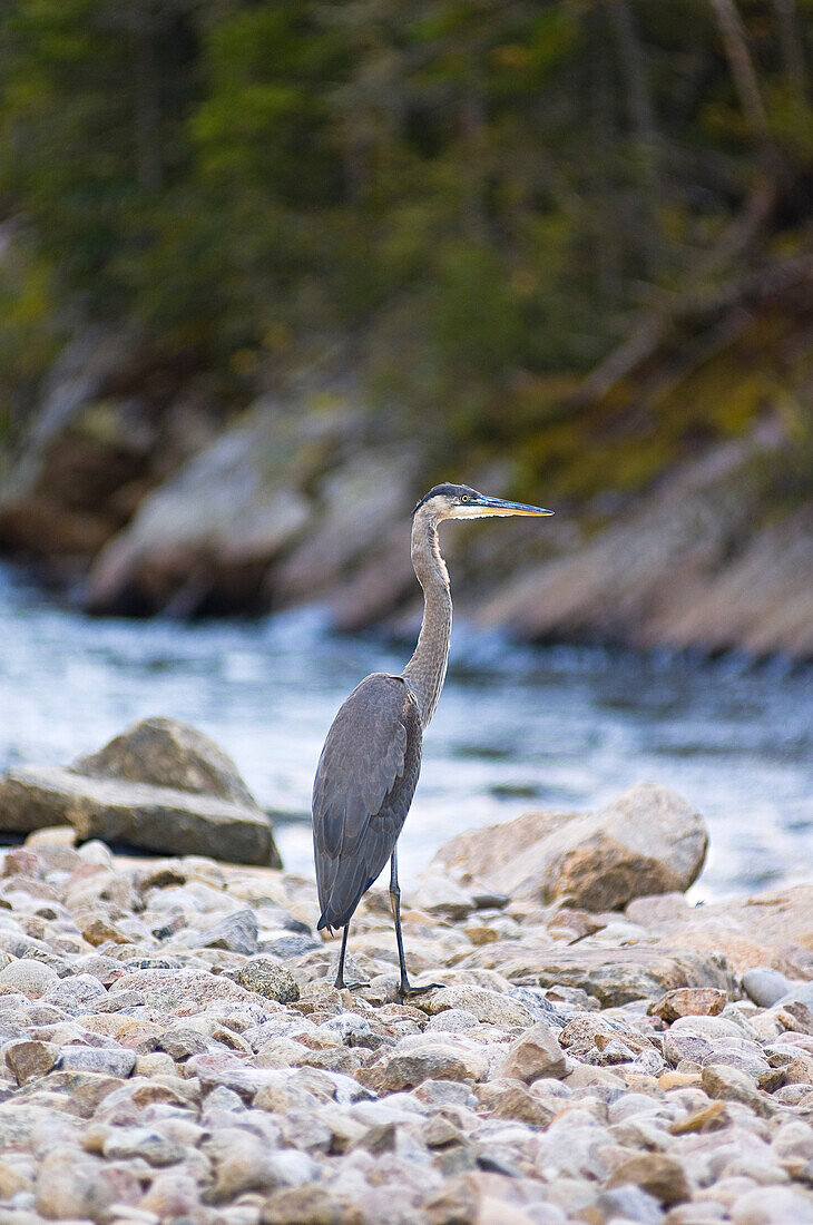 Great Blue Heron by Riverbank, Hautes-Gorges-Park-de-la- Riviere-Malbaie, Quebec, Canada