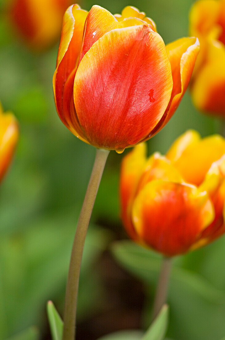 Nahaufnahme von Tulpen im Real Jardin Botanico de Madrid, Madrid, Spanien