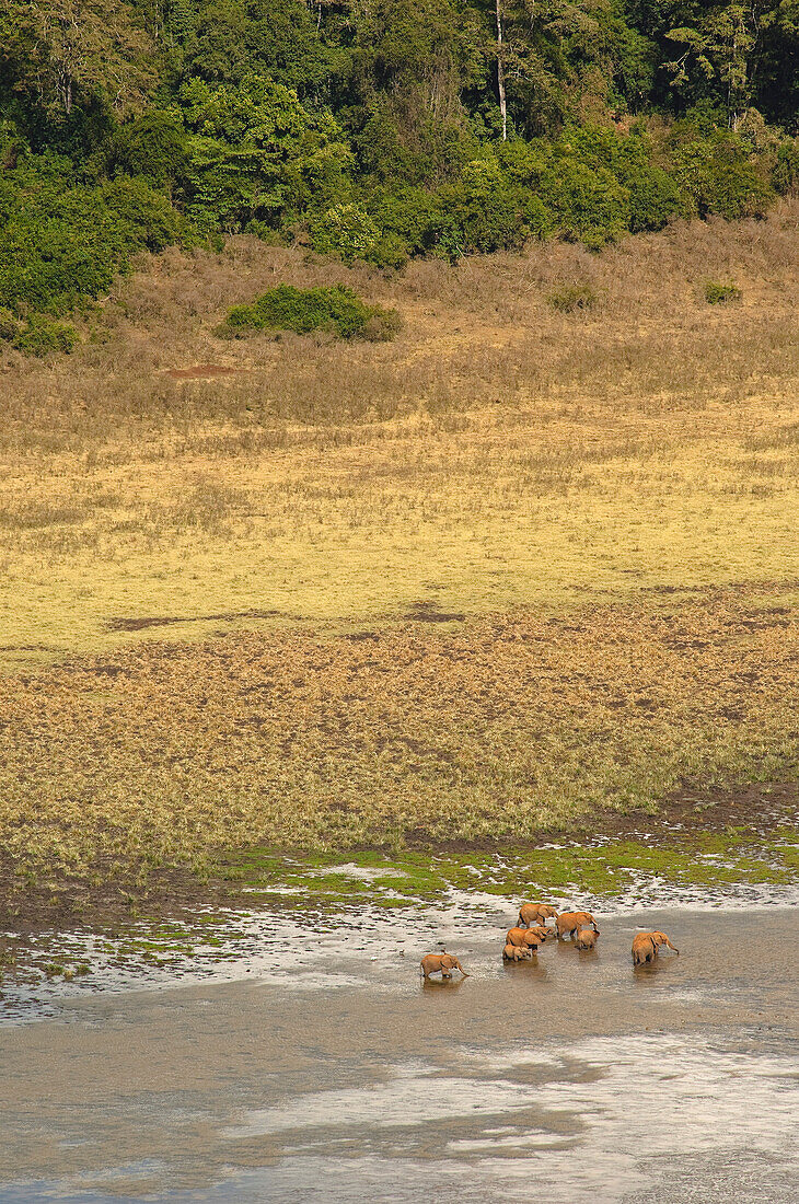 Elefanten im Marsabit-Nationalpark und -Reservat, Marsabit-Distrikt, Kenia
