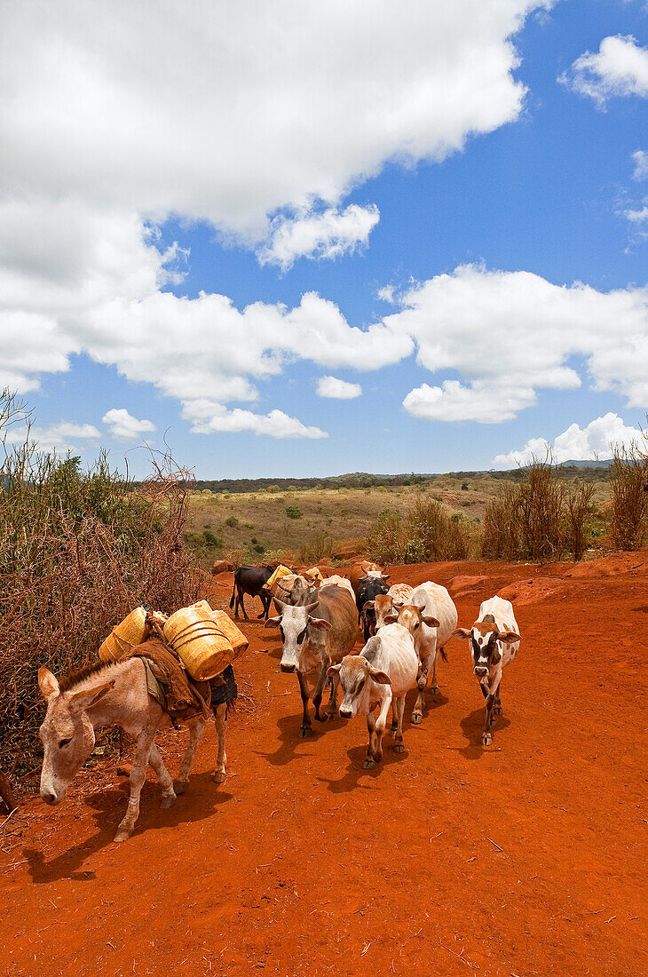 Rinder im Marsabit-Nationalpark und -Reservat, Marsabit-Distrikt, Kenia