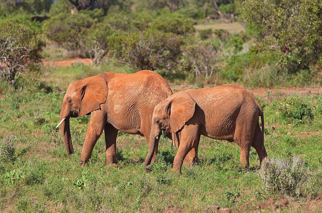 Elephants at Tsavo National Park, Kenya