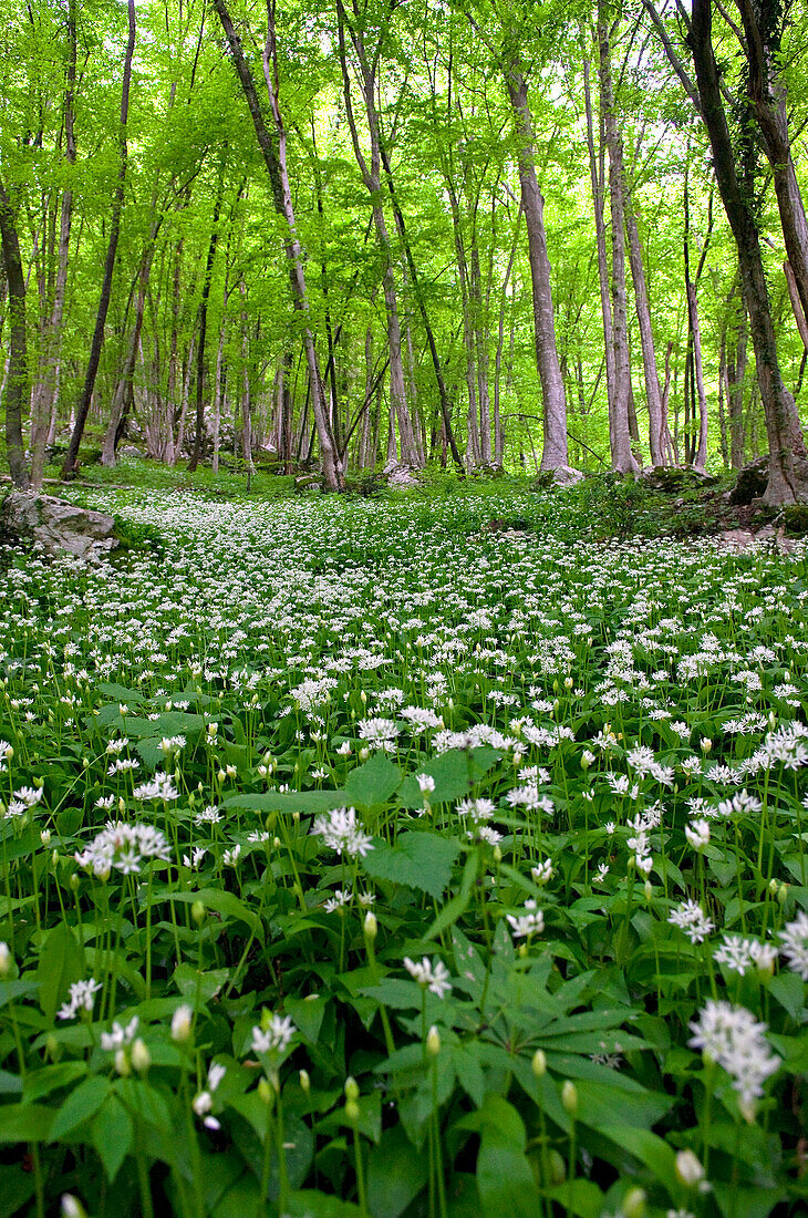 Soca Valley, Slovenia