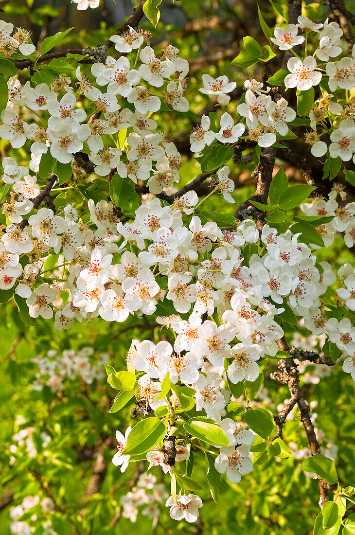 Nahaufnahme von Blumen, Slowenien