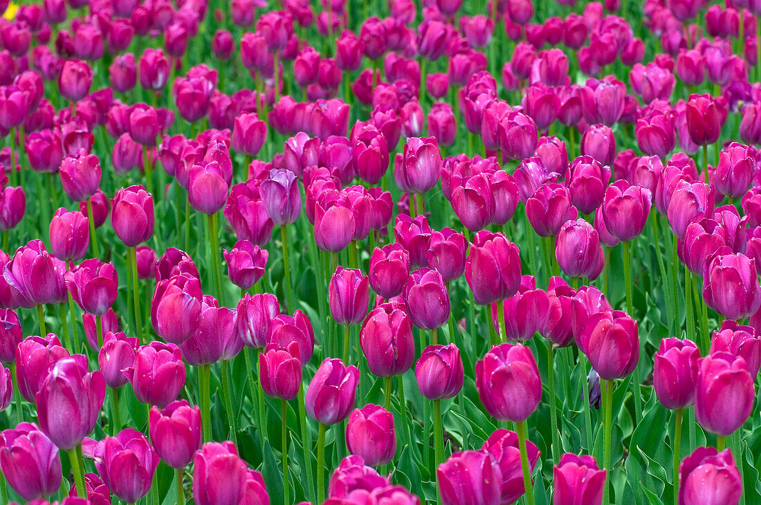 Tulips, Ottawa, Ontario, Canada