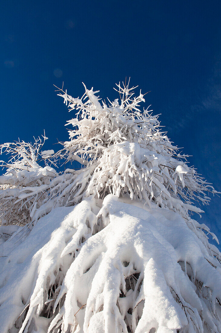 Alleghe, Provinz Belluno, Venetien, Dolomiten, Italien