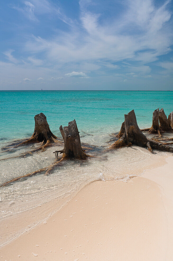 Abgestorbener Baum, Cayo Largo, Canarreos-Archipel, Kuba