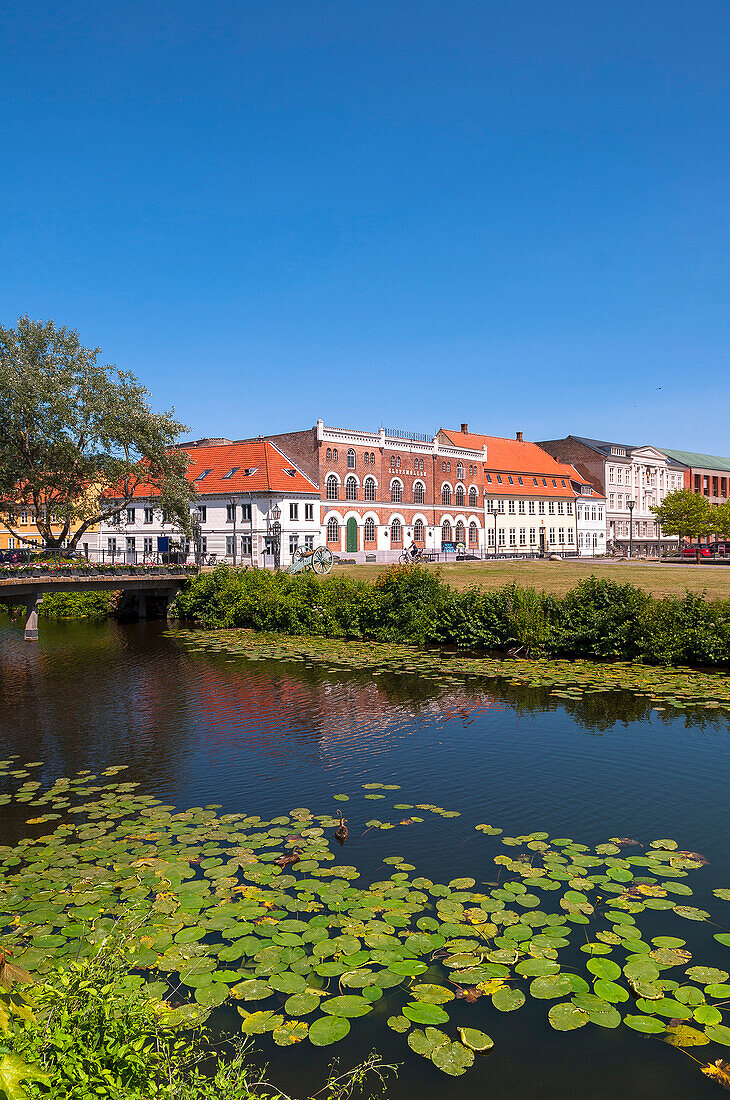 Lily Pads in Stream, Nyborg, Fyn Island, Denmark