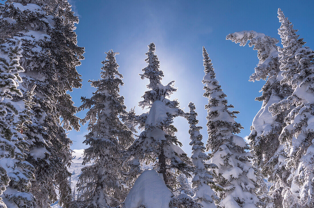 Nahaufnahme von schneebedeckten immergrünen Bäumen, Big White Mountain, Kelowna, British Columbia, Kanada